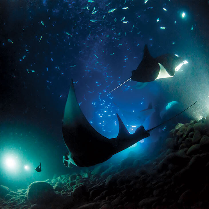 A serene underwater scene featuring several stingrays gracefully swimming amidst small fish and illuminated by soft blue lighting.