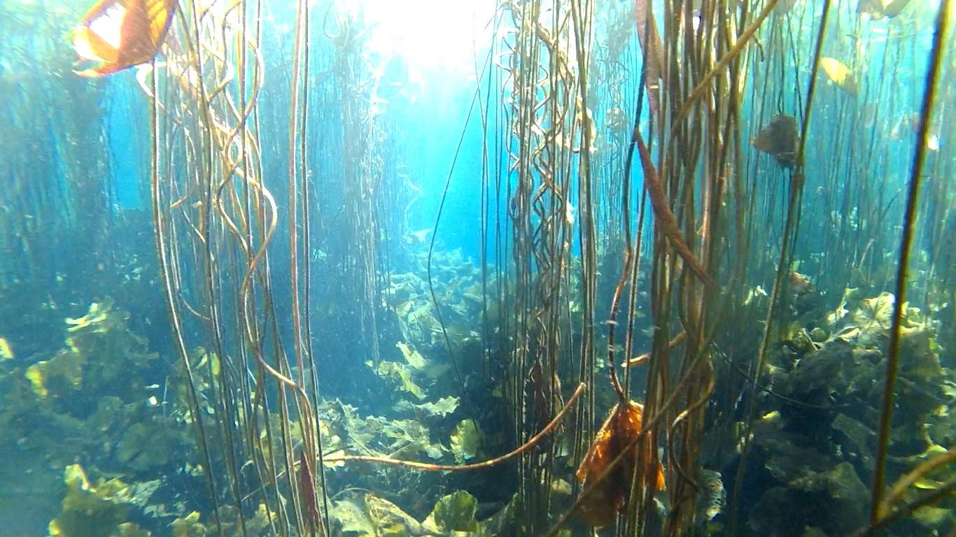 Underwater scene featuring tall kelp and sea vegetation with sunlight filtering through the water.
