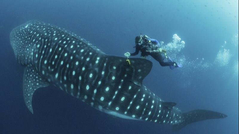 A diver swimming alongside a large whale shark, showcasing the unique patterns of its skin in clear blue water.