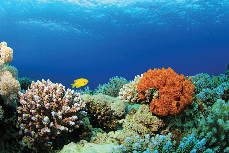 Vibrant underwater scene featuring coral reefs and a yellow fish swimming among the corals.