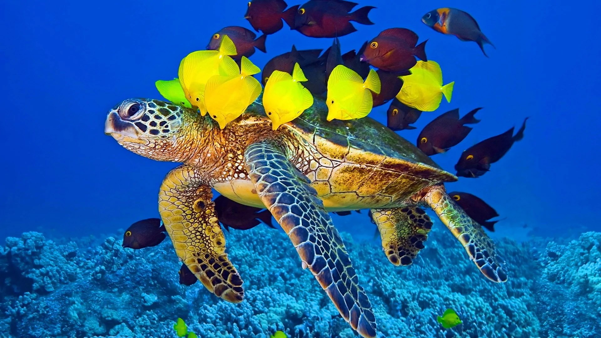 A sea turtle swimming surrounded by colorful yellow and dark fish in a vibrant underwater scene.