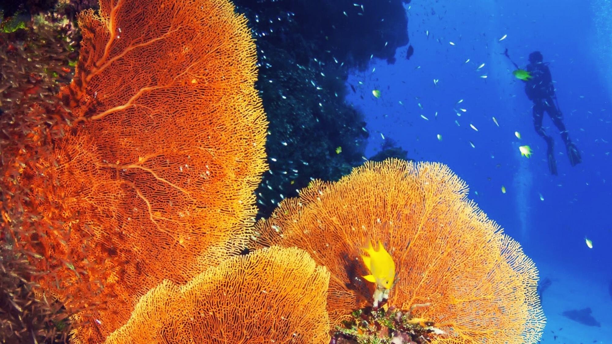 Vibrant orange coral formations under the sea with a diver swimming in the background.