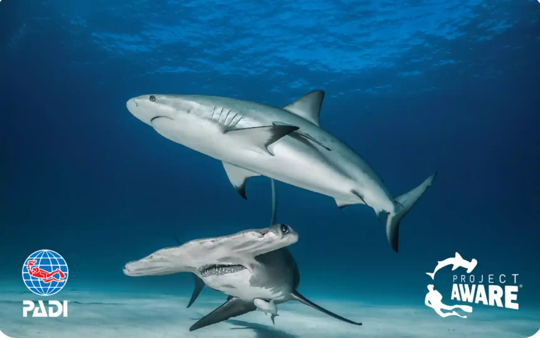 A hammerhead shark swimming near a gray reef shark in clear blue ocean waters.