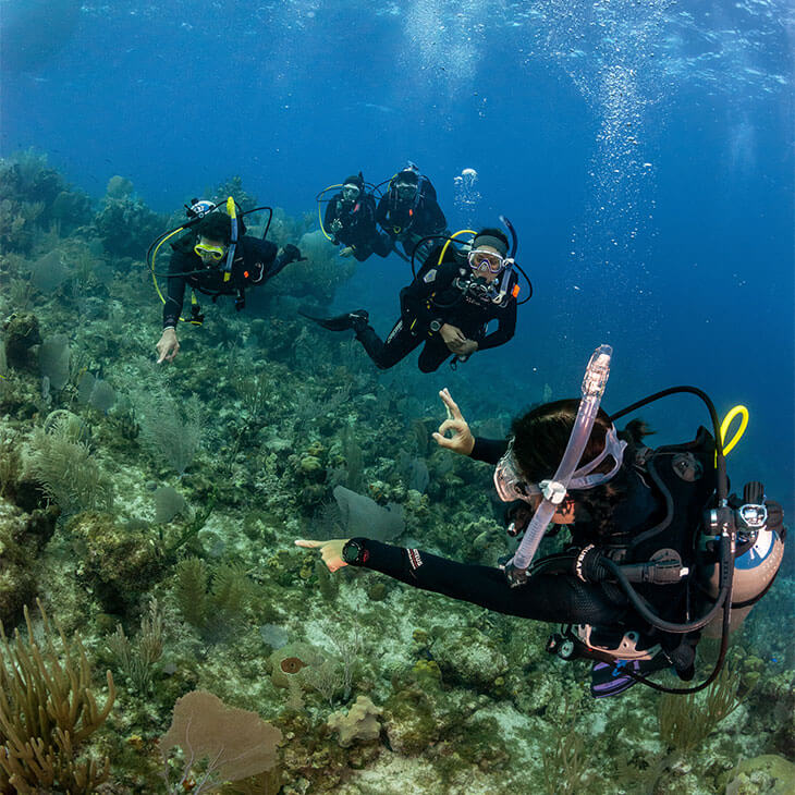 A group of scuba divers exploring a coral reef underwater, pointing at marine life.